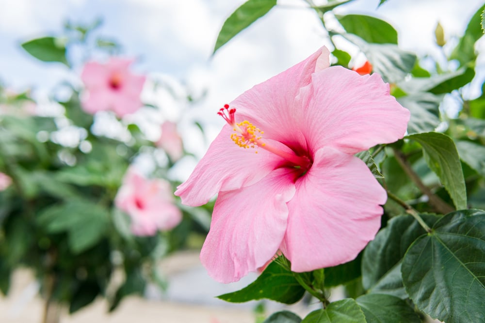 Gumamela flower courtesy of Perfect Plants Nursery